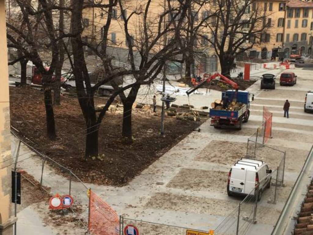 Alberi piazza Carrara 