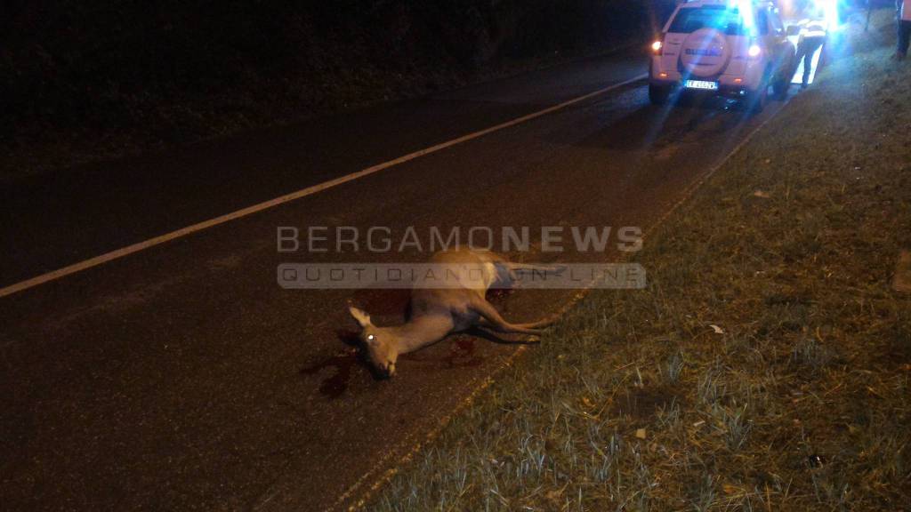 Cervo ucciso a Rovetta