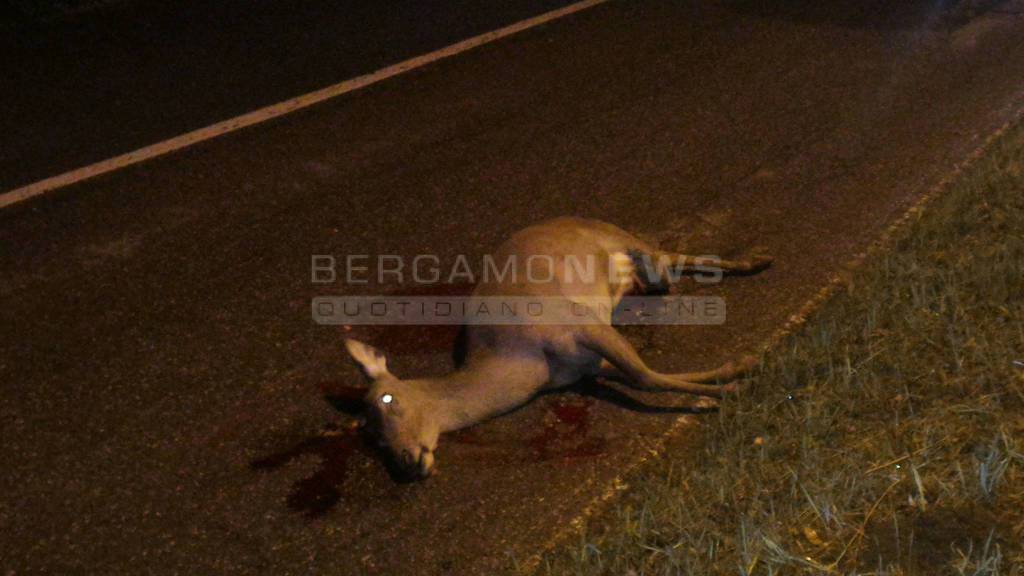 Cervo ucciso a Rovetta