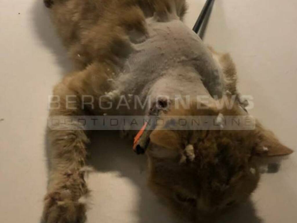 gatto trafitto dalla freccia di una balestra
