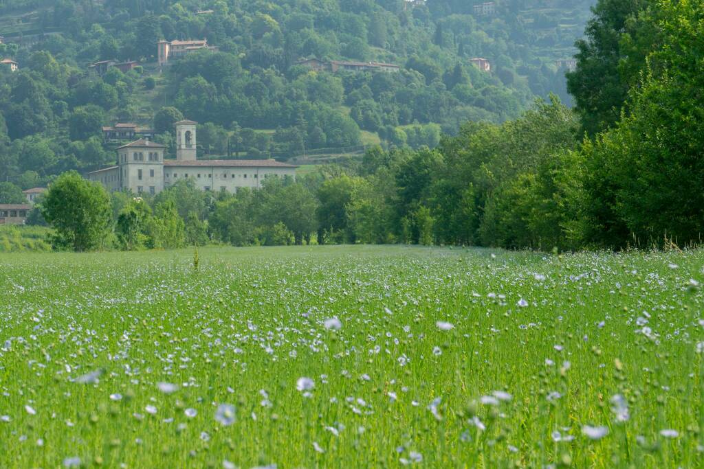 Il campo di Lino ad Astino