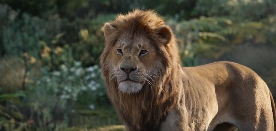 Arriva al cinema il remake de Il re leone: i film della settimana -  BergamoNews