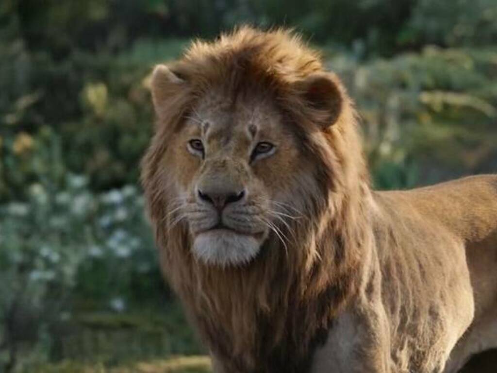 Il Re Leone', Jon Favreau e la nuova avventura iperrealista di Simba - la  Repubblica