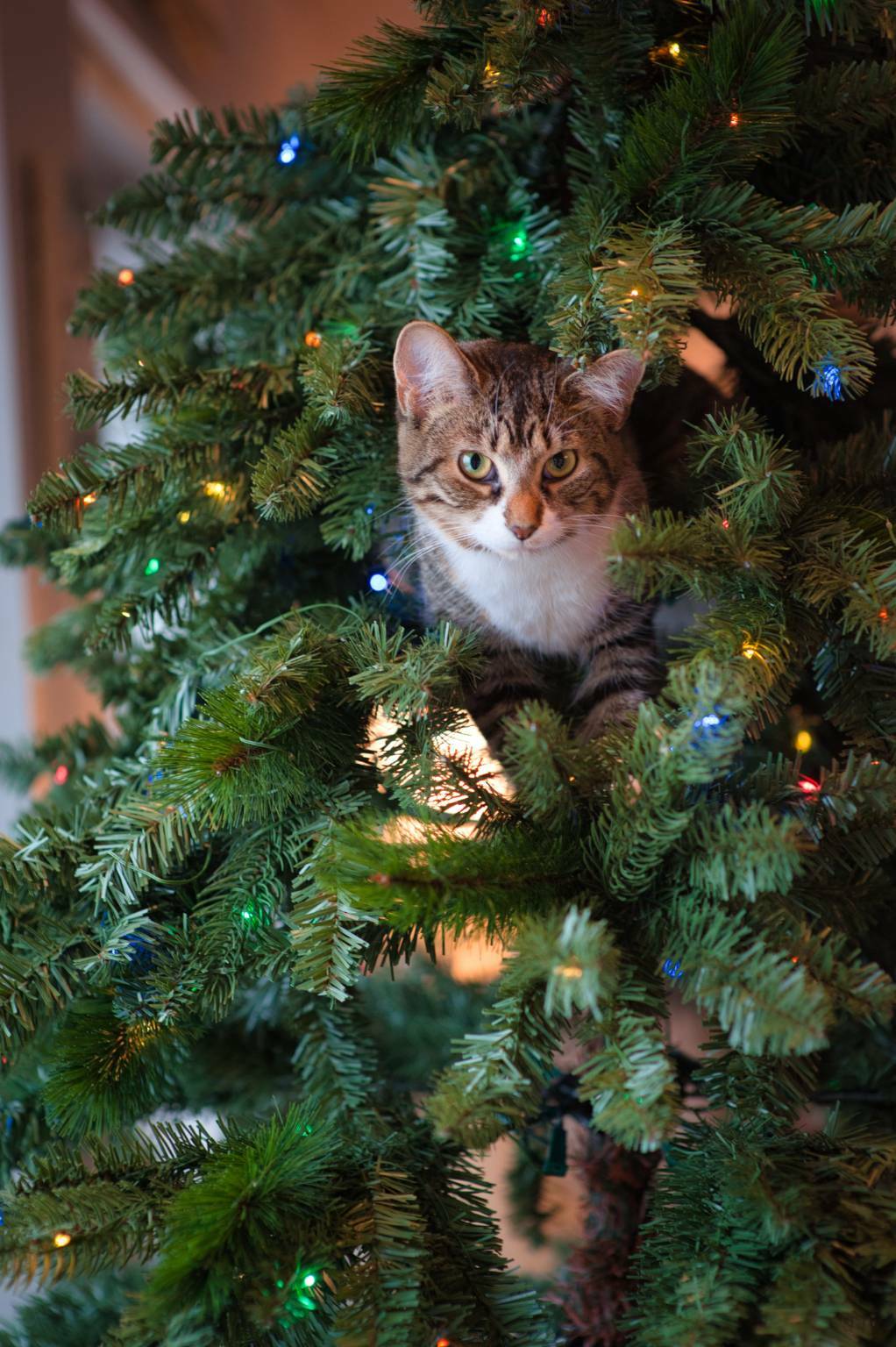 Immagini Per Natale.Un Cucciolo Per Natale Bergamo News