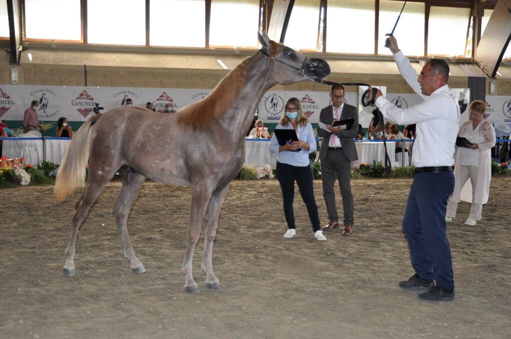 Concorso internazionale riservato ai cavalli purosangue arabi 