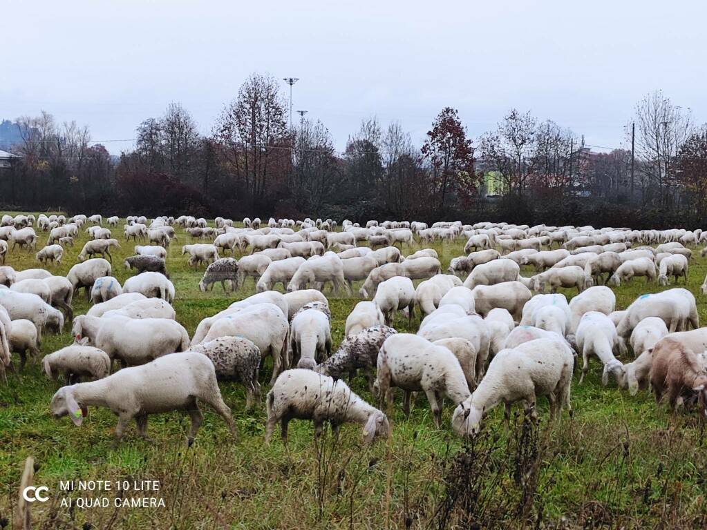 Bergamo, da un gregge di 200 pecore la polvere da sparo per la Serenissima  - Le storie dimenticate