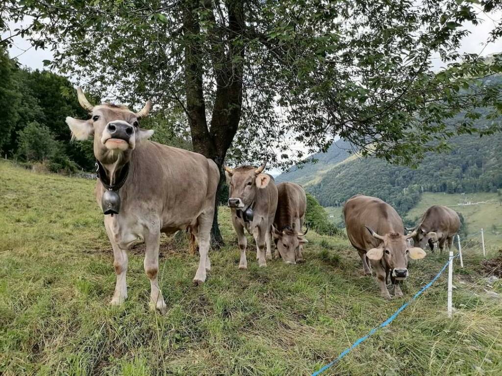 Blue Tongue, Ats Bergamo impegnata nella sorveglianza degli allevamenti di ovini e bovini: restrizioni in 150 comuni