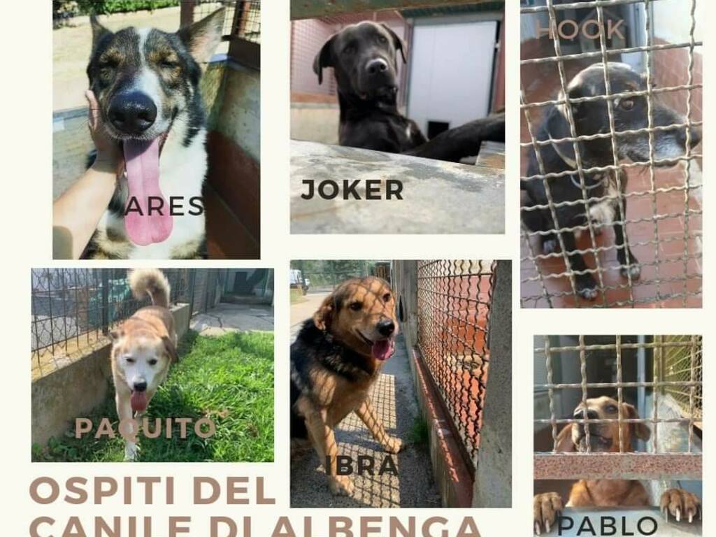 Gli studenti di Colzate adottano gli animali del canile di Albenga