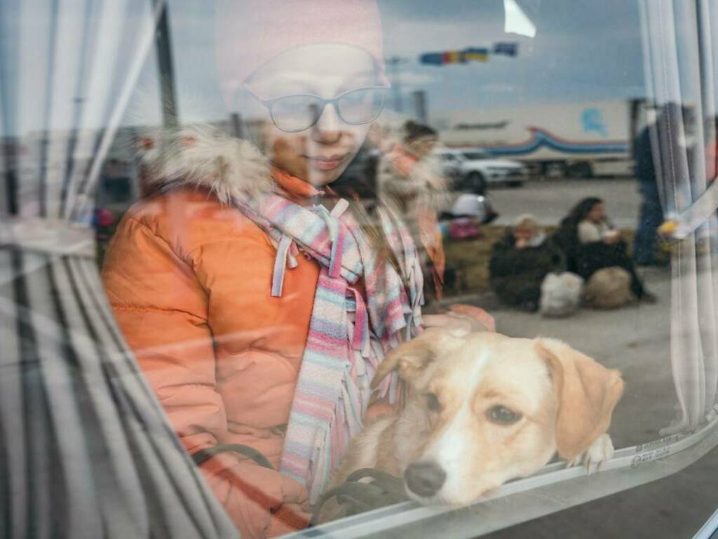 profughi ucraini cani