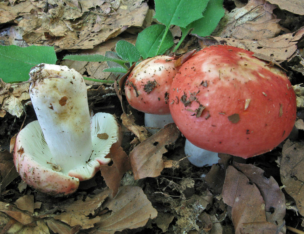 Funghi, un mondo da scoprire