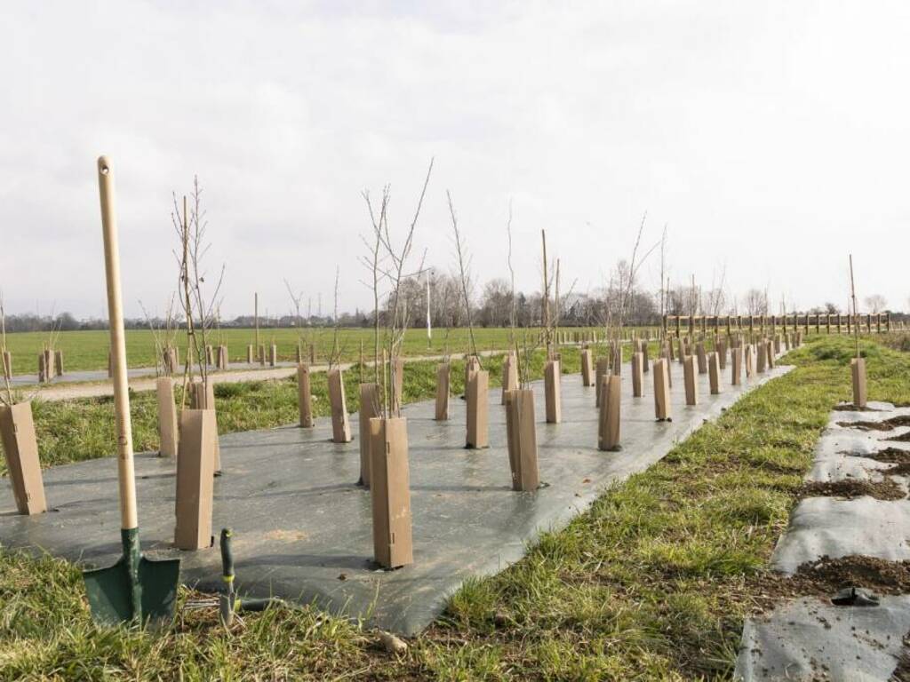 piantumazione alberi madonna dei campi