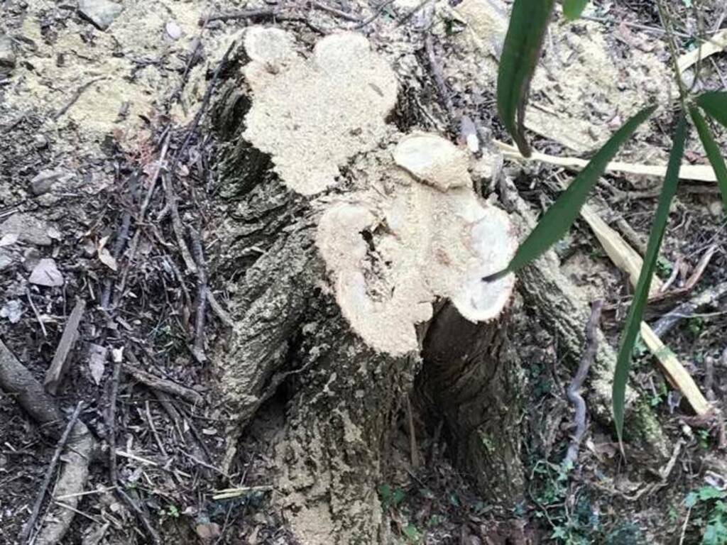 Sconsiderato taglio degli alberi in Colle Aperto