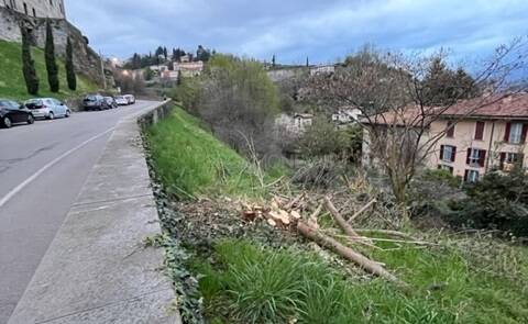 Taglio degli alberi in Colle Aperto