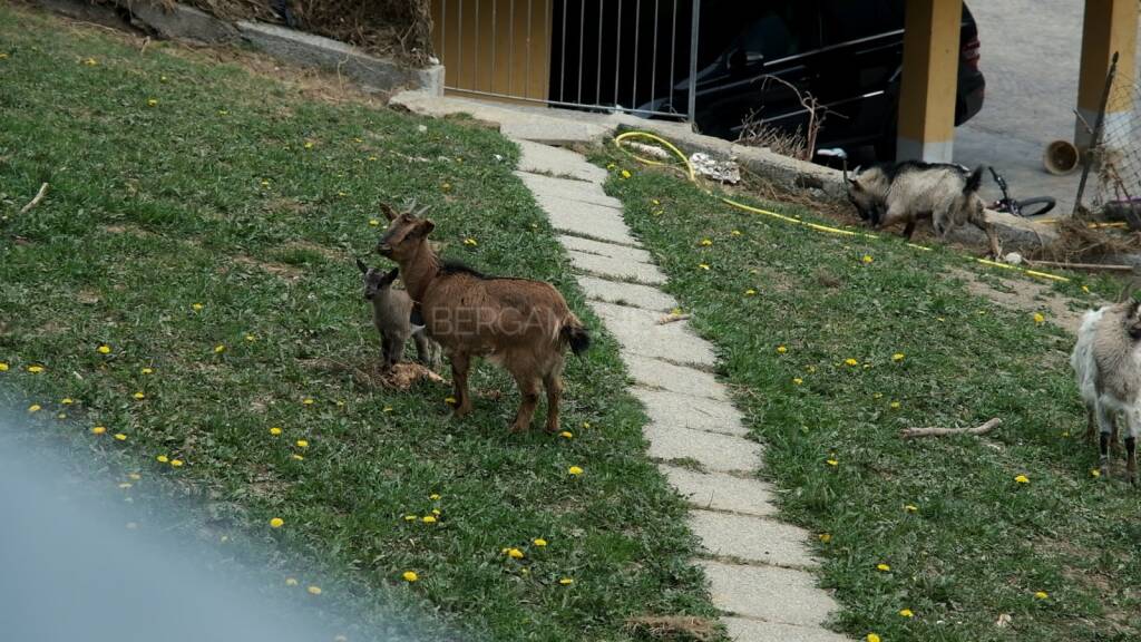 capra ardesio sfollati