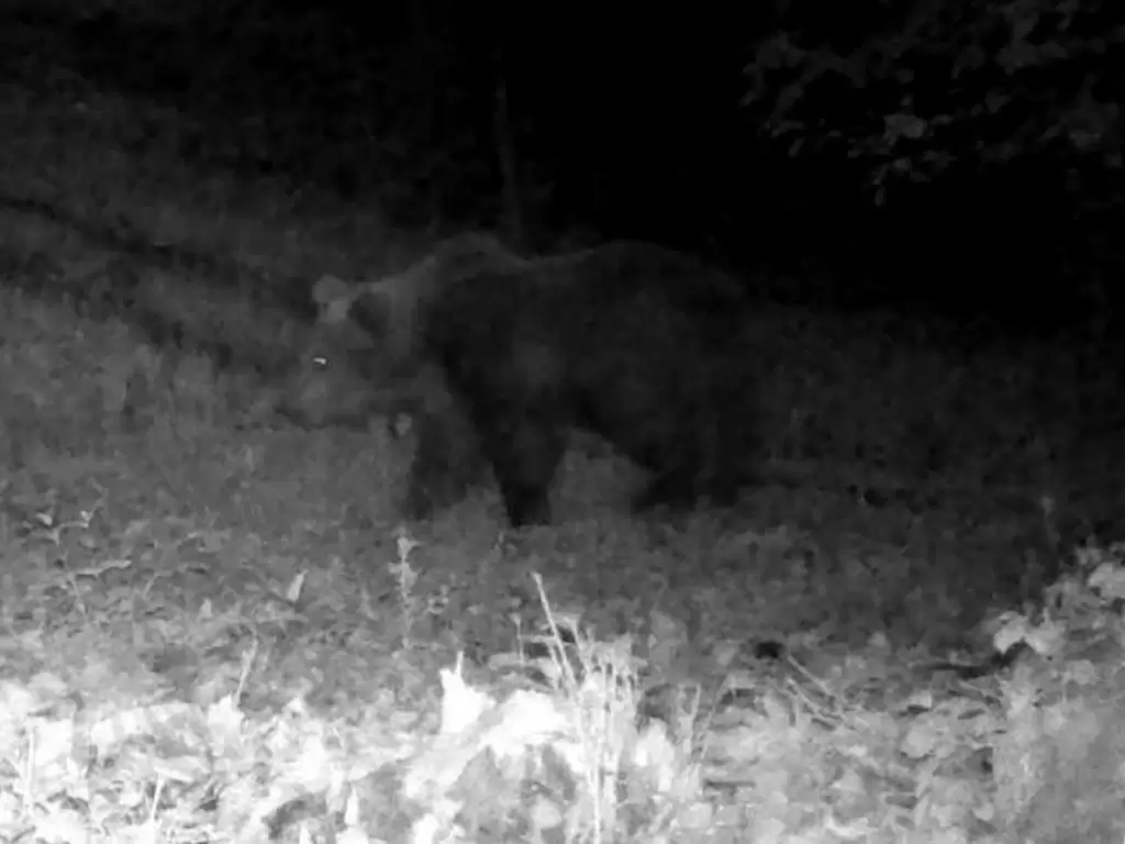 Le immagini dell'orso avvistato a Solto, in provincia di Bergamo: è un  maschio in cerca di una femmina - la Repubblica