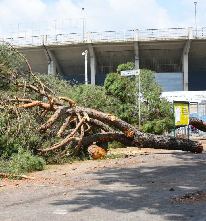 Pini marittimi e platani tagliati allo stadio