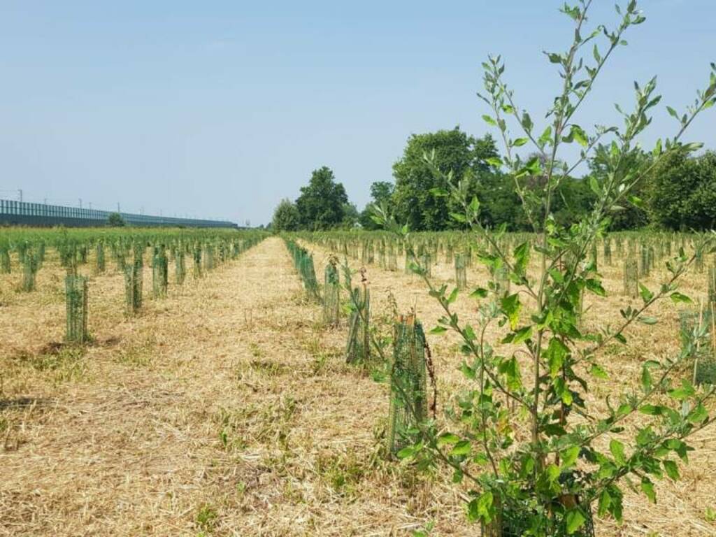 Il nuovo bosco urbano da tremila piante tra Treviglio e Caravaggio 