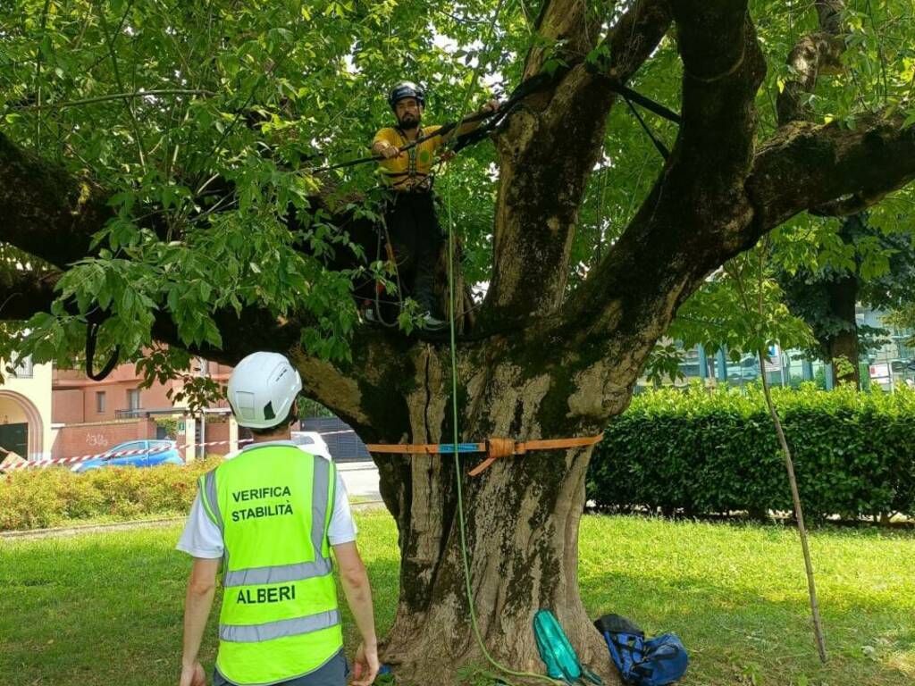 climber alberi treviglio