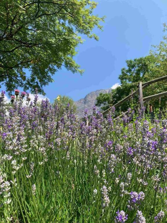 Gli orti botanici della Lombardia aperti anche in agosto