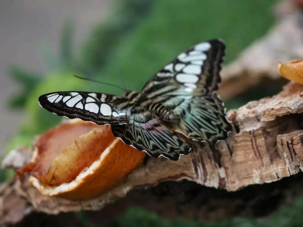 Passeggiare fra le farfalle? Nella Bassa c'è una serra tropicale dove farlo