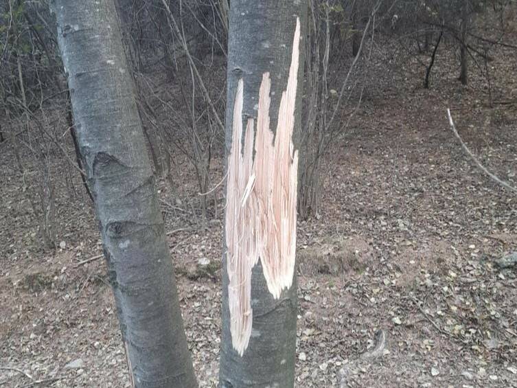 Solto Collina, avvistato di nuovo l'orso Bruno: le impronte sugli alberi