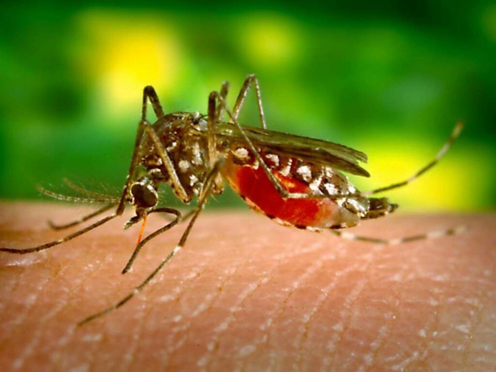 zanzara dengue - getty images