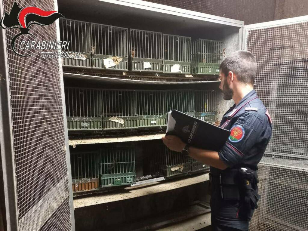 carabinieri forestali operazione Turdus aureus