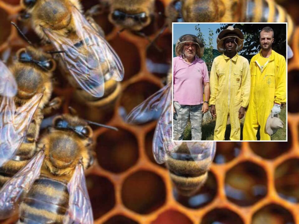 Maltempo, api ridotte alla fame e apicoltori in difficoltà: “Mai vista un’annata così disastrosa”