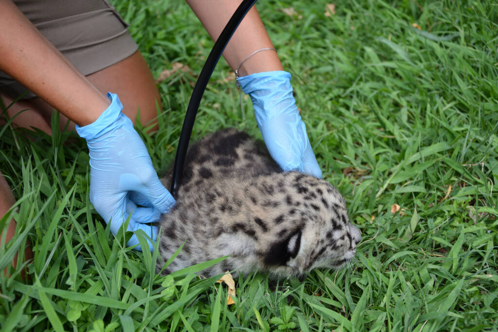 Alle Cornelle nasce un raro esemplare di leopardo delle nevi