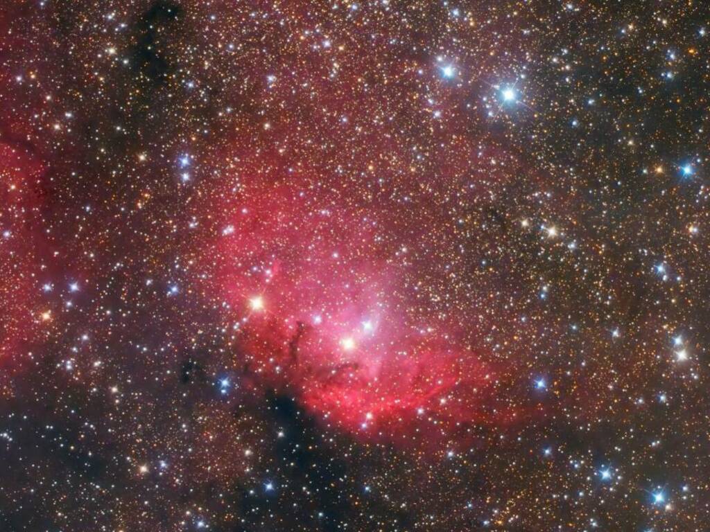 nebulosa tulipano