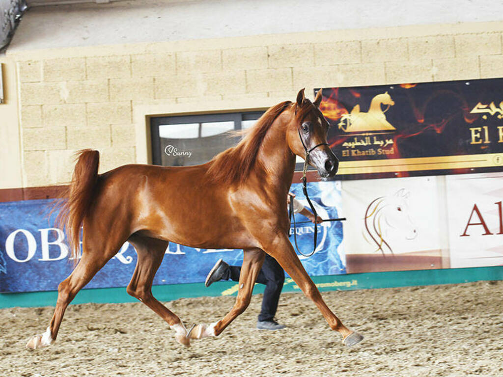 cavallo Purosangue arabo