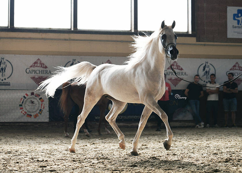 cavallo Purosangue arabo