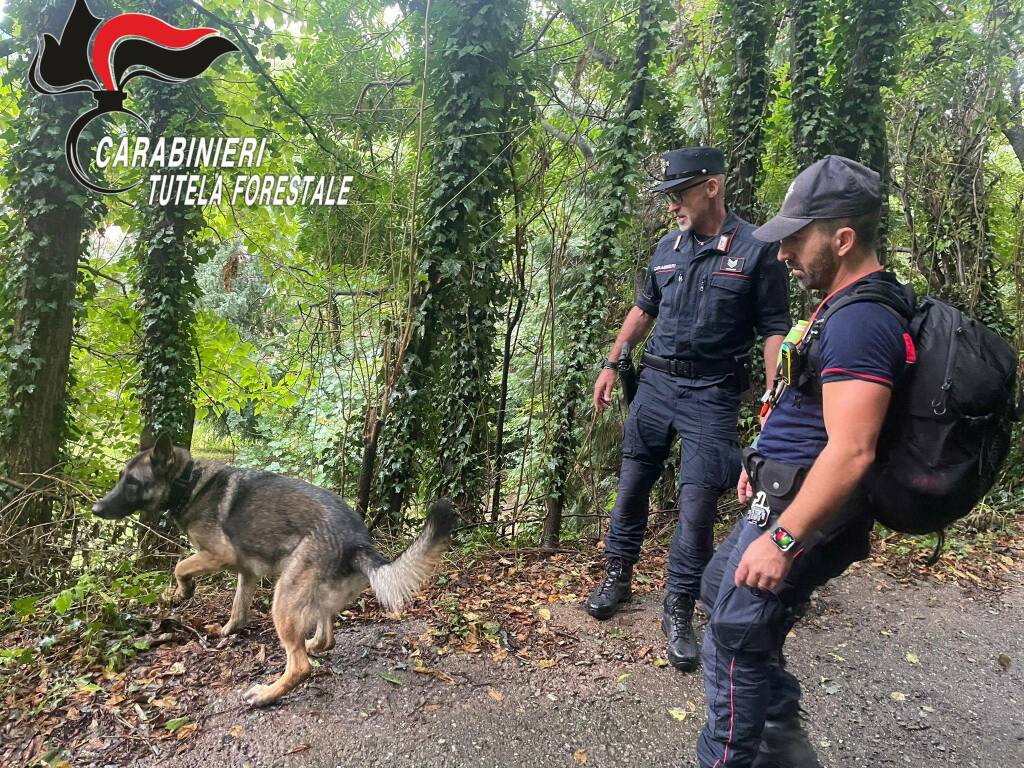 Esche e bocconi avvelenati a Trescore Balneario: area bonificata dal cane “Senna” dei carabinieri