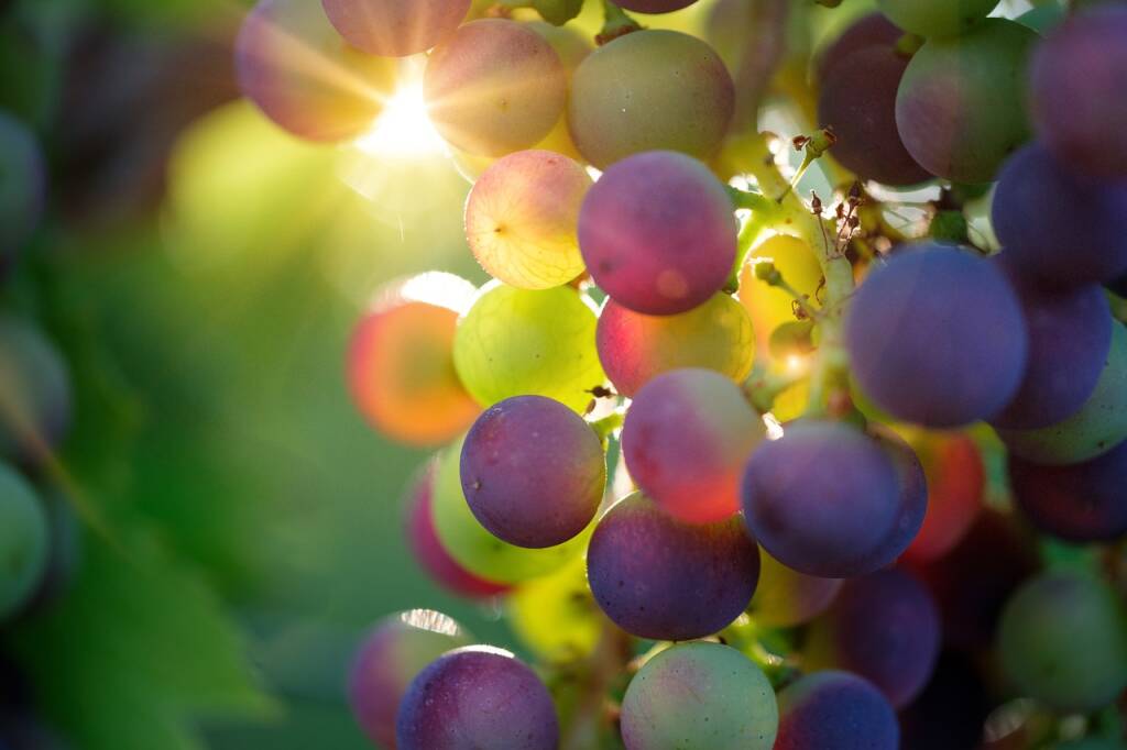 Al mercato è il momento dell’uva: provala in un cremoso risotto autunnale